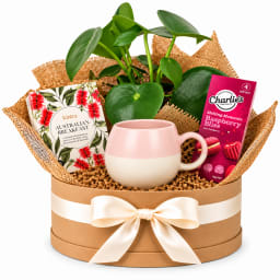 🌿🌸 Peperomia & Pink Tea Delights Plant Hamper 🌸🌿