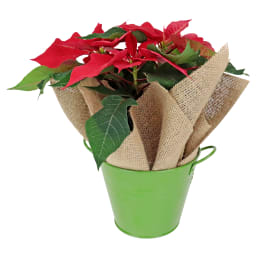 Festive Poinsettia Bucket
