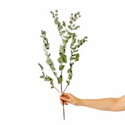 Dried Eucalyptus Gum Stem