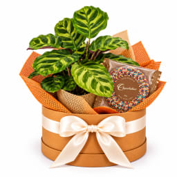 🌿🍫 Calathea & Sweet Delights 🍫🌿