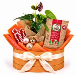 ❤️🎄 Anthurium & Christmas Cheer Plant Hamper 🎄❤️