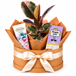 🌿💗 Ruby Thank You & Pamper Plant Hamper 🍫✨