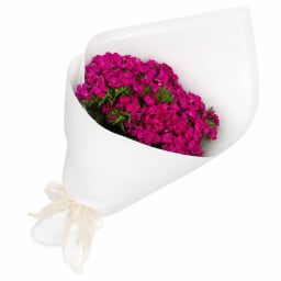 Sweet William