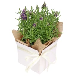 Boxed Lavender Plant