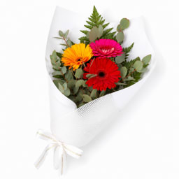 Gerbera Gems Posy