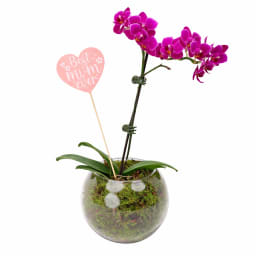 Best Mum Ever Orchid In Fishbowl