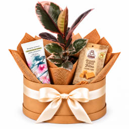 🌿💗 Ficus Ruby & Little Luxuries Plant Hamper 💗🌿