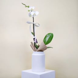 Elegant Phalaenopsis Orchid In Pot