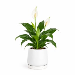 Peace Lily In White Pot