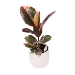 Potted Ruby Ficus Plant