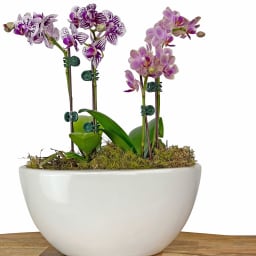Oh My Mini Orchids