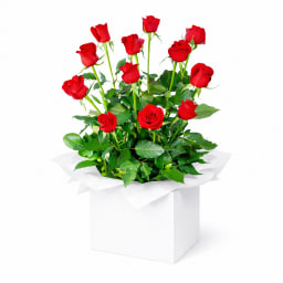 Red Rose Presentation Box