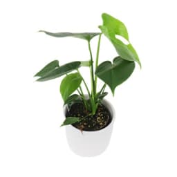 Monstera In White Pot