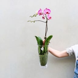 Soaring Orchid   Colour