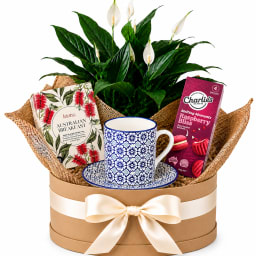 ☕🌿 Tea Time Bliss Plant Hamper 🌿☕