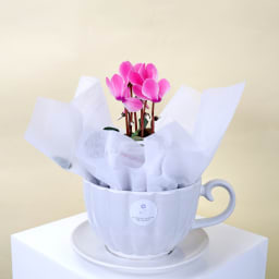A Cupful Of Cyclamen