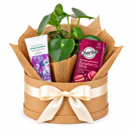 🌸🪴 Little Moments Of Bliss Plant Hamper 🪴🌸