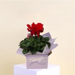 Cyclamen Delight