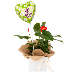 💚🌿 Get Well Wishes Anthurium 🌿💚