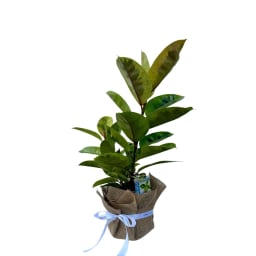 Ficus Shivereana Plant 200mm