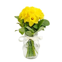 Daffodils In A Vase