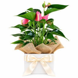 Anthurium Plant