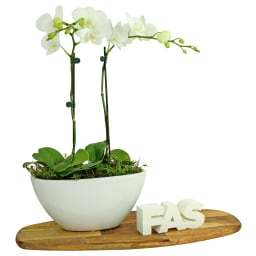 Orchid Duet