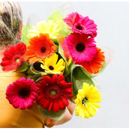 Wrapped Stems   Gerberas