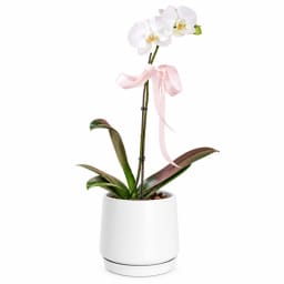 Urban Bloom Phalaenopsis