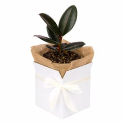 Burgundy Ficus Rubber Plant