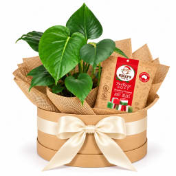 🎄🌿 Christmas Cheer & Greenery Plant Hamper 🌿🎄