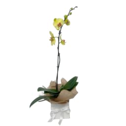 Golden Glow Orchid