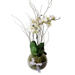 Be Bold Orchid Plants In Glass Fish Bowl