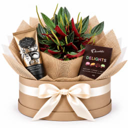 🌿🌸 Peperomia Rosso Pamper & Delights Plant Hamper 🌸🌿