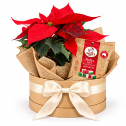 🎄❤️ Poinsettia & Christmas Cheer Plant Hamper ❤️🎄
