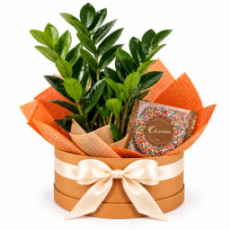 🌿🍫 Zanzibar & Chocolate Delights Plant Hamper 🍫🌿