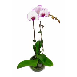 Phalaenopsis Orchid   Colour