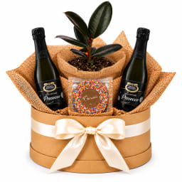 🌿🥂 Ruby Ficus & Bubbles Hamper 🥂🌿