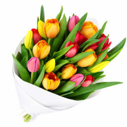 Mixed Bright Tulips Bunch