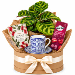 🌿☕ Calathea Tea Time Bliss Plant Hamper ☕🌿