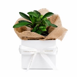 Peperomia Red Edge