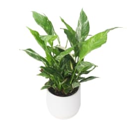 Peace Lily In White Pot