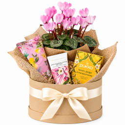 🌸💗 Pretty In Pink Plant Hamper 💗🌸