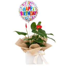 🎈🌿 Birthday Wishes Anthurium 🌿🎈