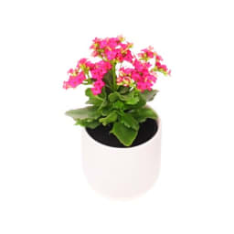 Potted Kalanchoe Plant
