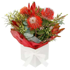 Brilliantly Natives Box