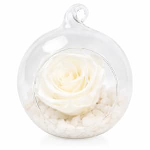 Preserved White Rose Orb