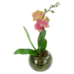Orange/Peach Orchid 