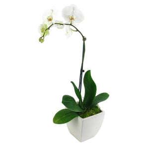 Phalaenopsis Orchid Plant