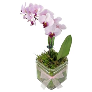 Phalaenopsis Vase   Cube